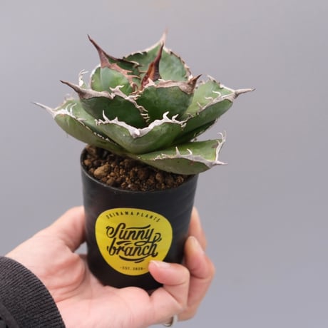 アガベ白鯨 | STORES