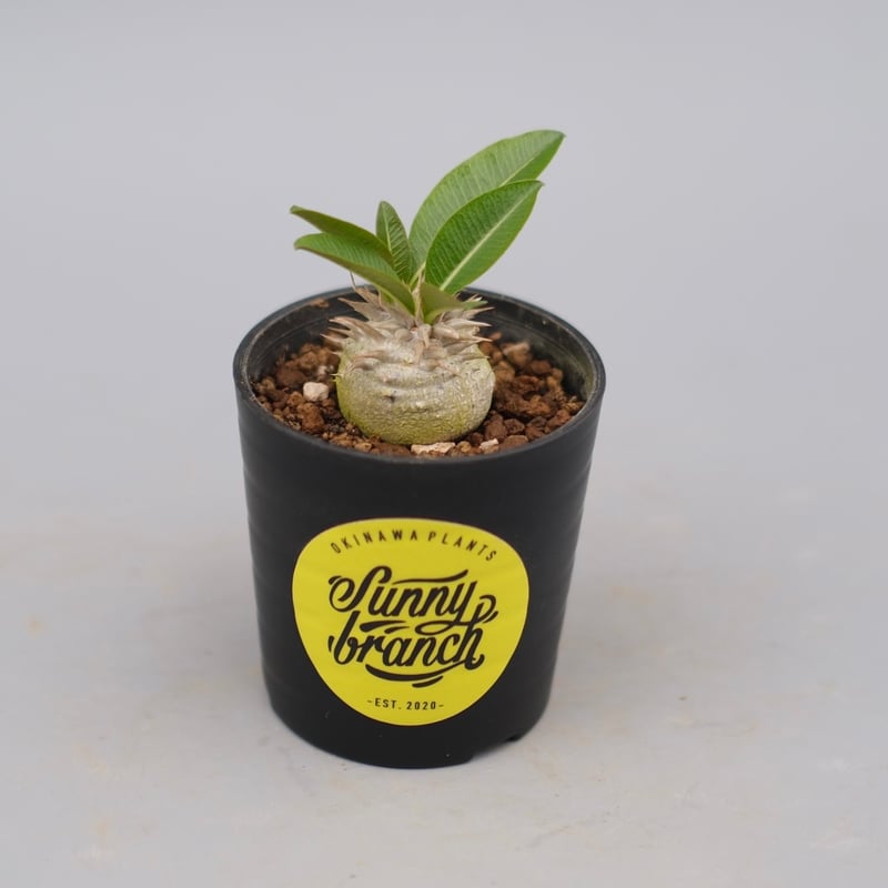 パキポディウム エニグマチカム 実生株 Pachypodium enigmaticum 008