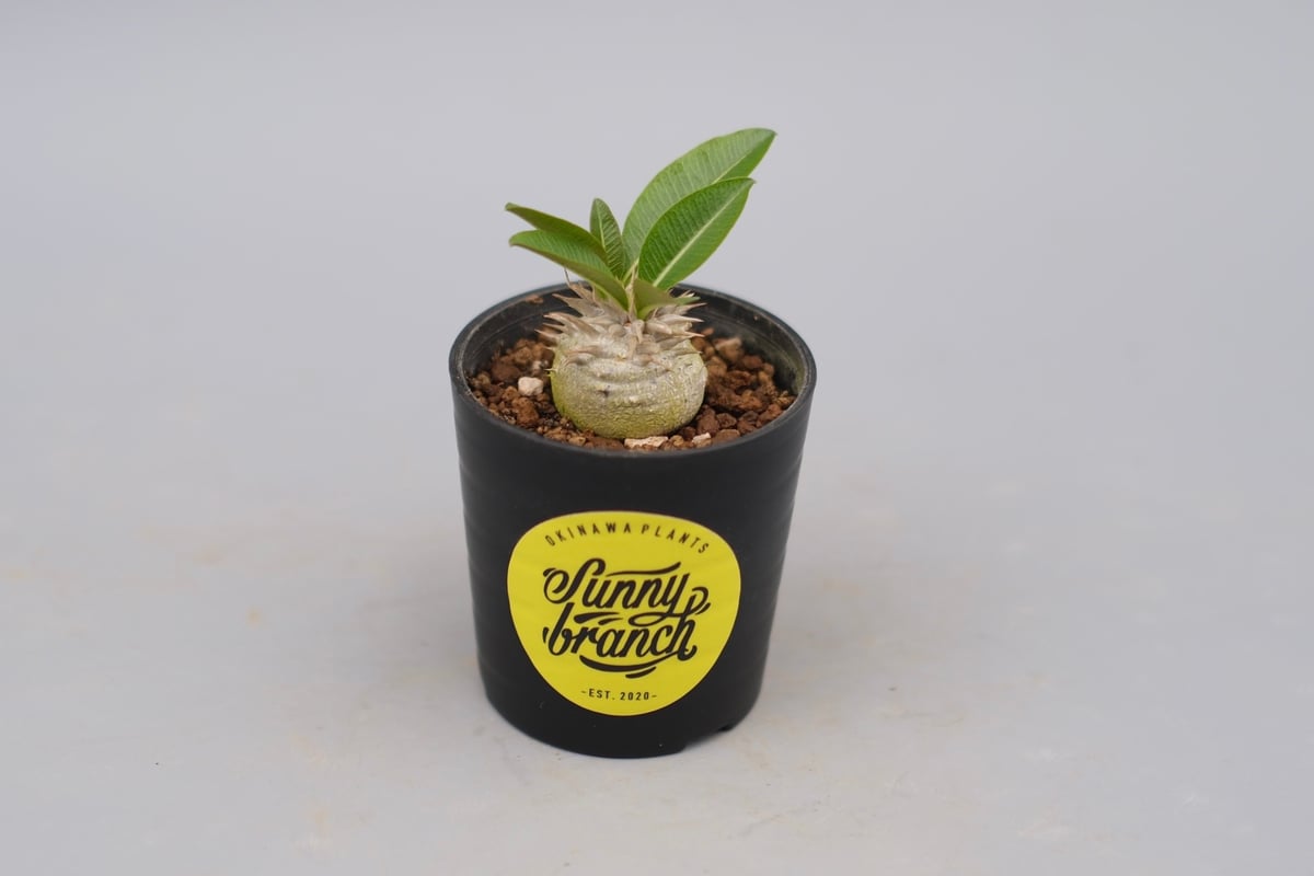 ☺︎ ウィンゾリーとエニグマチカム パキポディウム エニグマチカム 実生株 Pachypodium enigmaticum 008