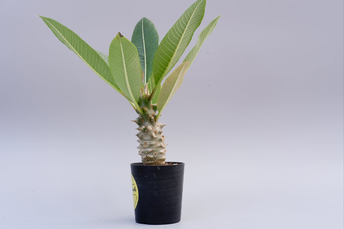 パキポディウム バロニー実生株018 Pachypodium baronii | Sunny