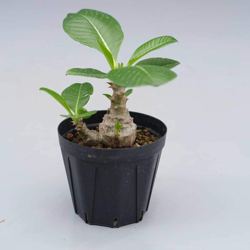 パキポディウム ウィンゾリー 実生株 040 Pachypodium windsorii |