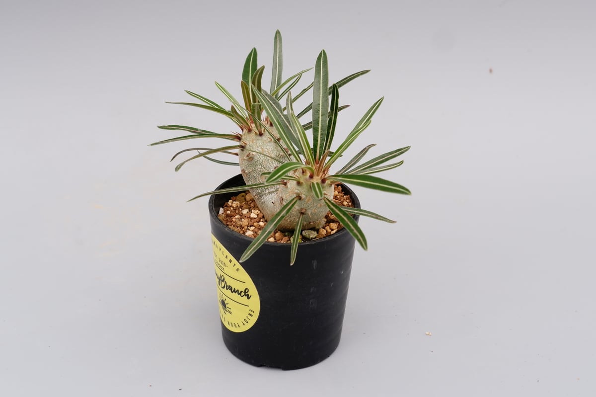 パキポディウム カクチペス 実生 双頭株 007 Pachypodium cactipes |