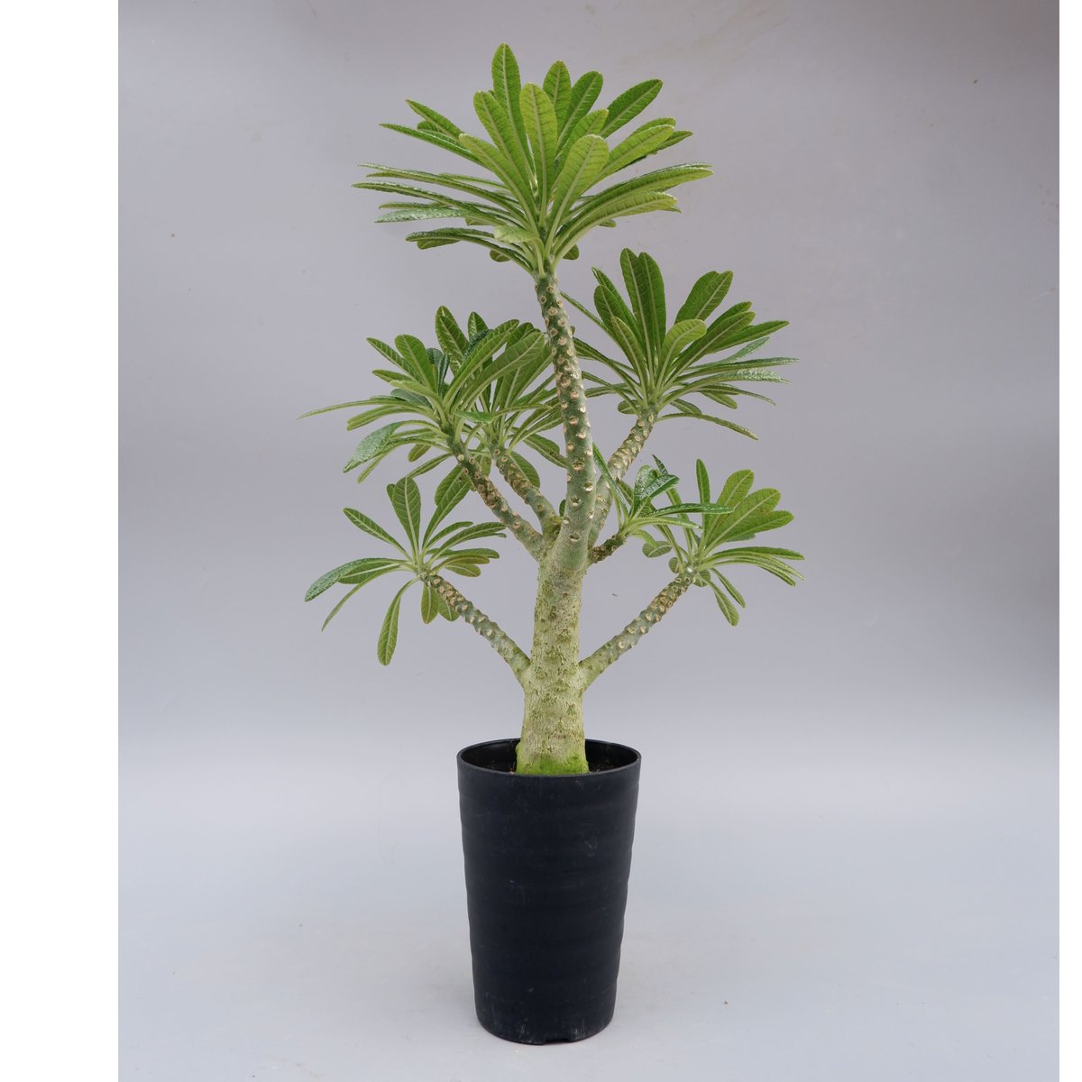 ドルステニア ギガス026 Dorstenia gigas | Sunny Branch