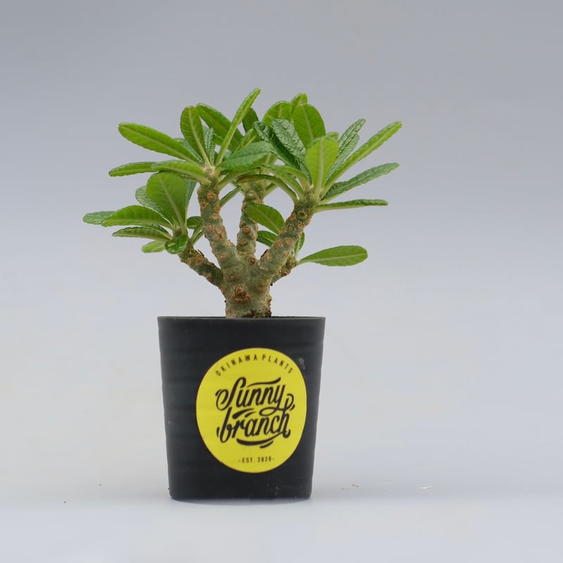 ドルステニア ギガス042 Dorstenia gigas | Sunny Branch