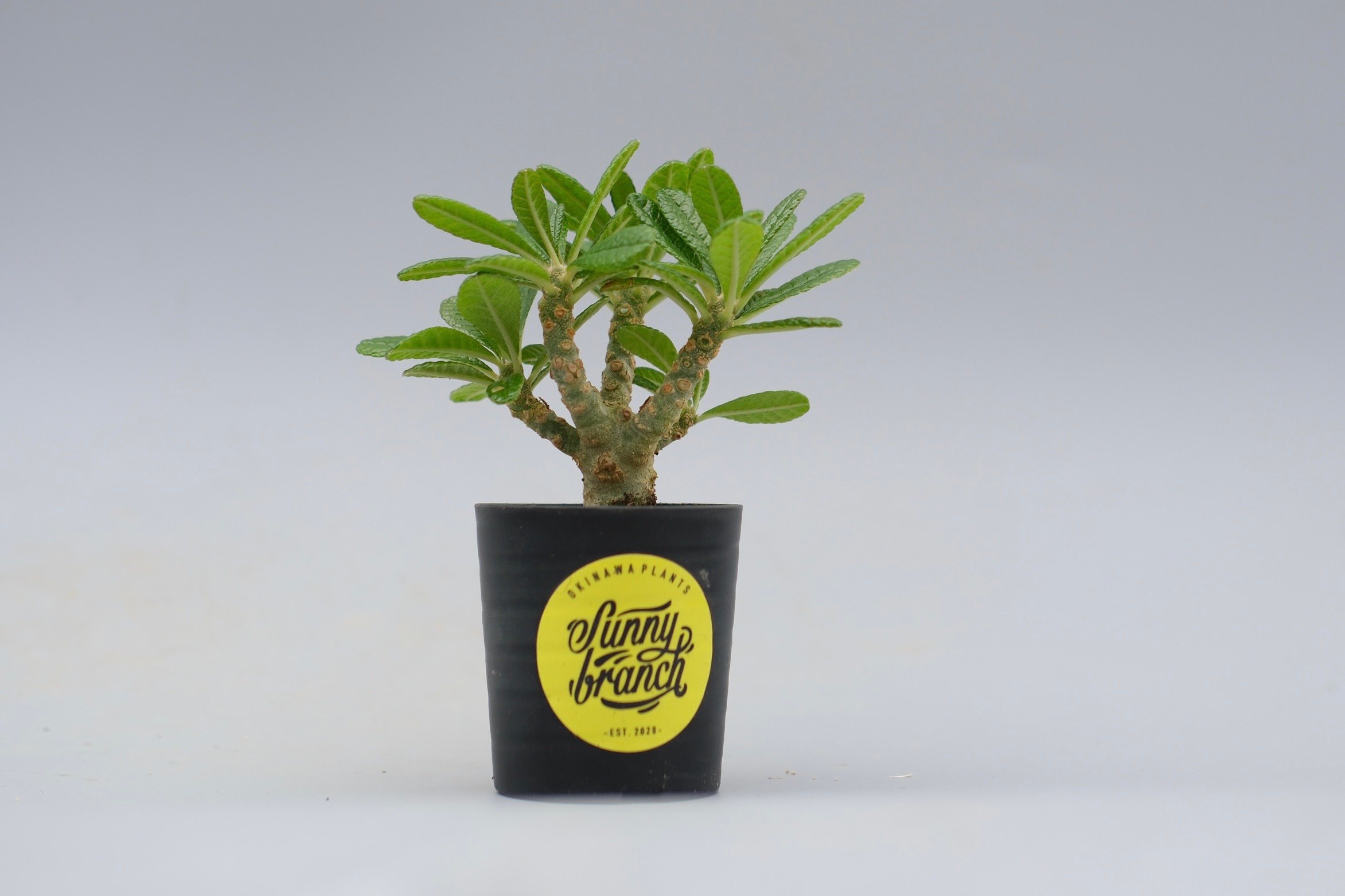 ドルステニア ギガス042 Dorstenia gigas | Sunny Branch