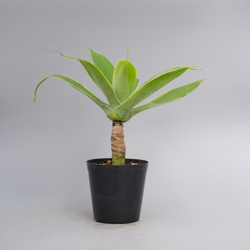 斑入り】アガべ アテナータ Agave attenuata 'Variegata' 003
