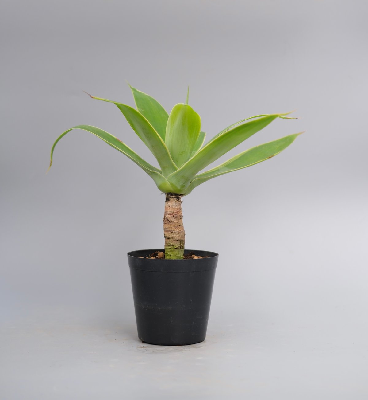 アガベ　アテナータ　　“Agave attenuata\