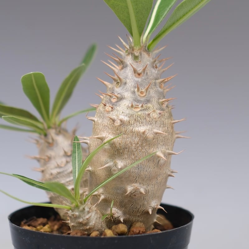 パキポディウム カクチペス 実生株 030 Pachypodium cactipes | Su