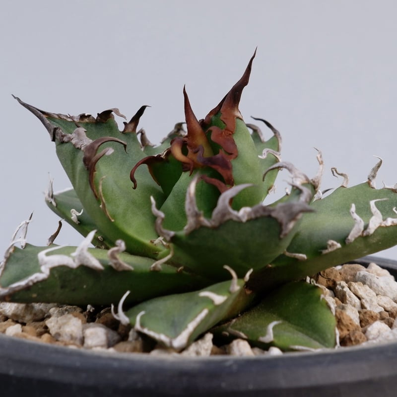 アガベ チタノタ シーザー Agave titanota caesar 005 | Sunny