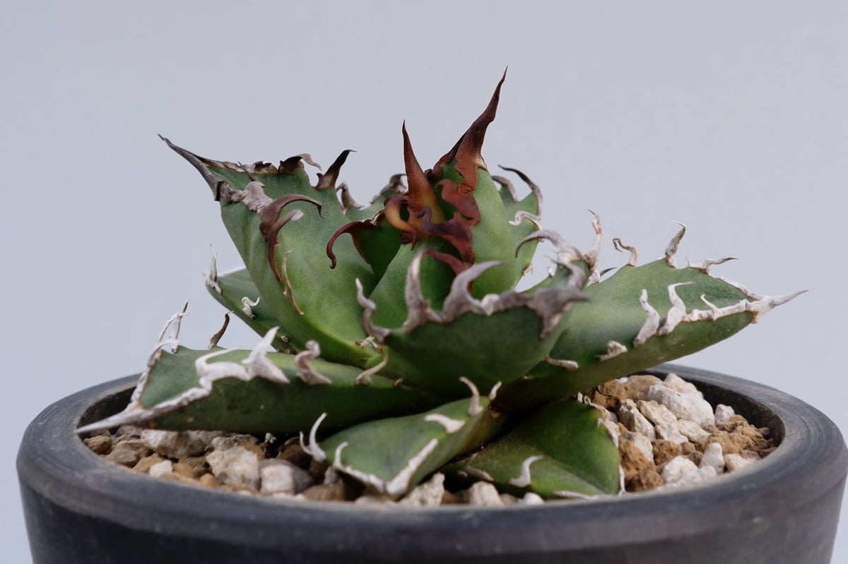 アガベ　チタノタ　シーザー fit=scale-down,w=1200