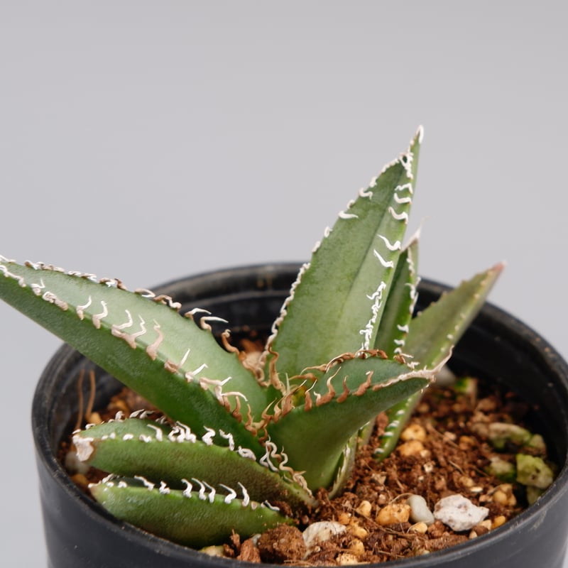 アガベ オテロイ 実生株 Agave oteroi seeding 049 | Sunny