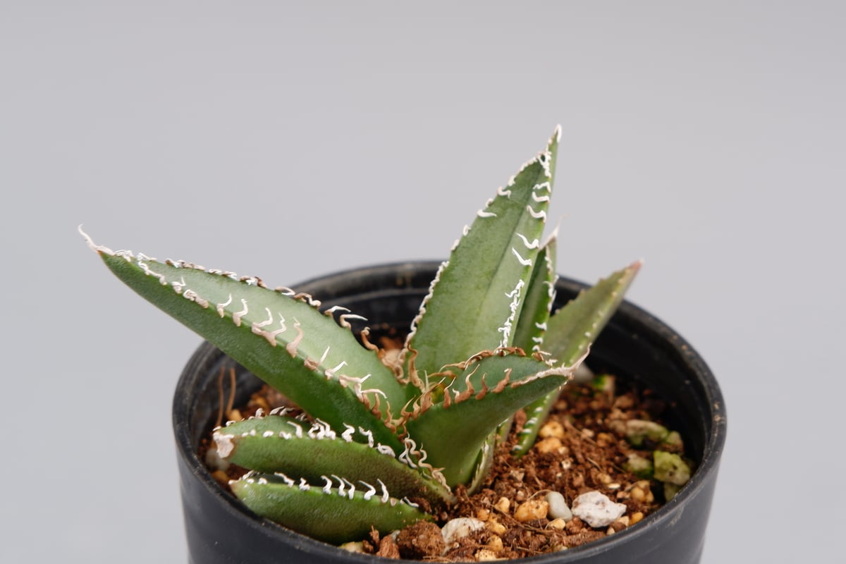 【専用お父ちゃん様】アガベ　オテロイ実生 アガベ オテロイ 実生株 Agave oteroi seeding 047 | Sunny