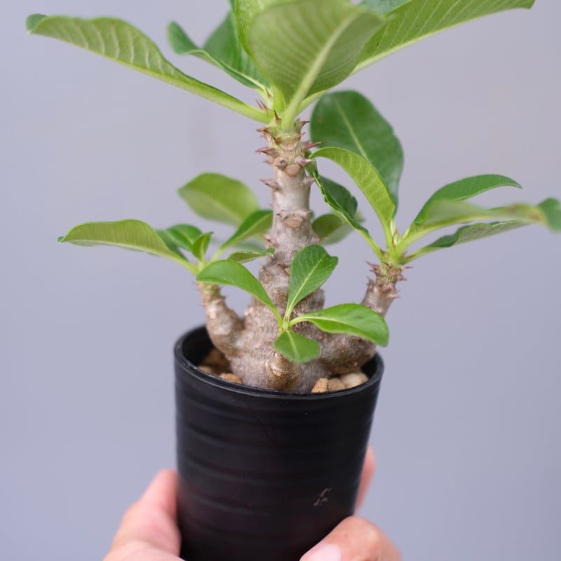 パキポディウム ウィンゾリー 実生株 059 Pachypodium windsorii |
