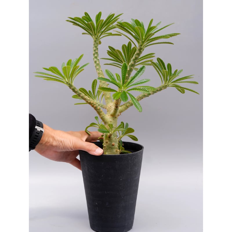 極美 超大株 ドルステニア ギガス ドルステニア ギガス023 Dorstenia gigas | Sunny Branch