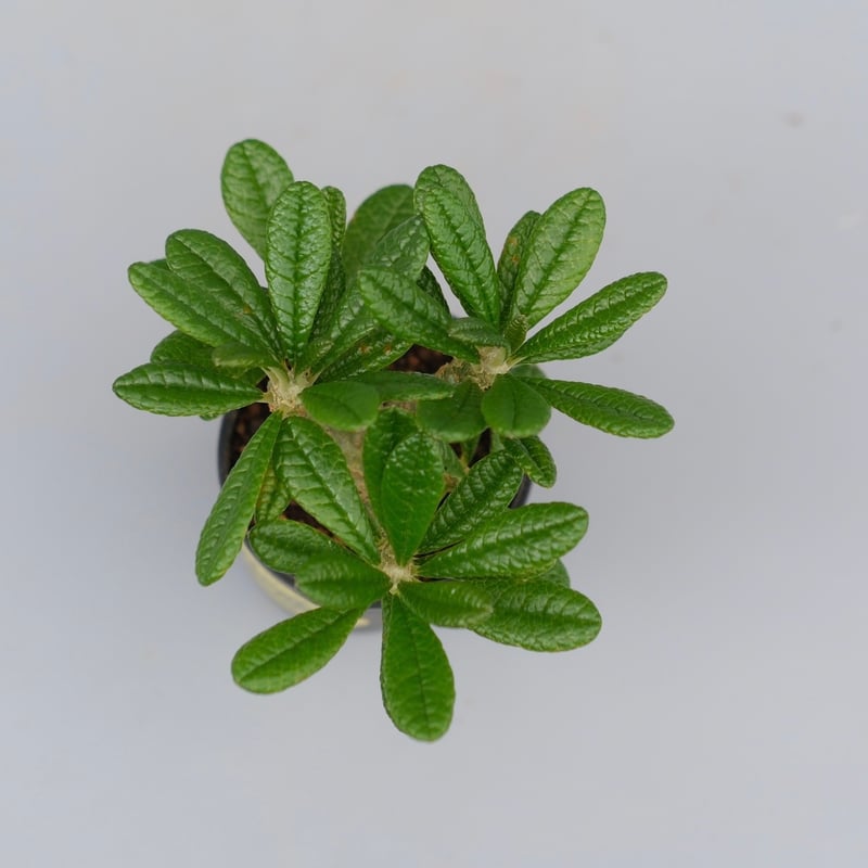 ドルステニア ギガス042 Dorstenia gigas | Sunny Branch