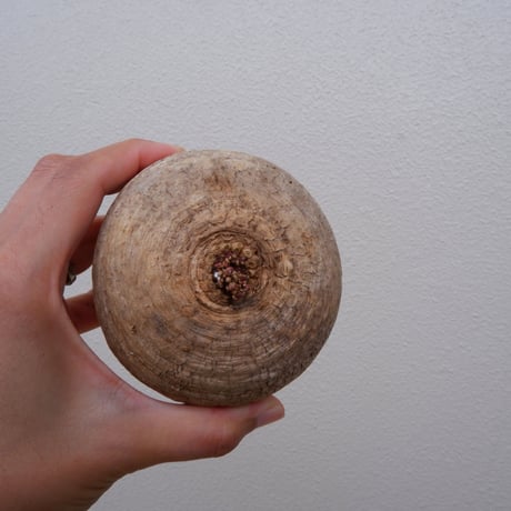 ② ハルハルさん専用　特大 ユーフォルビア デシドゥア ユーフォルビア・デシデュア | trigger