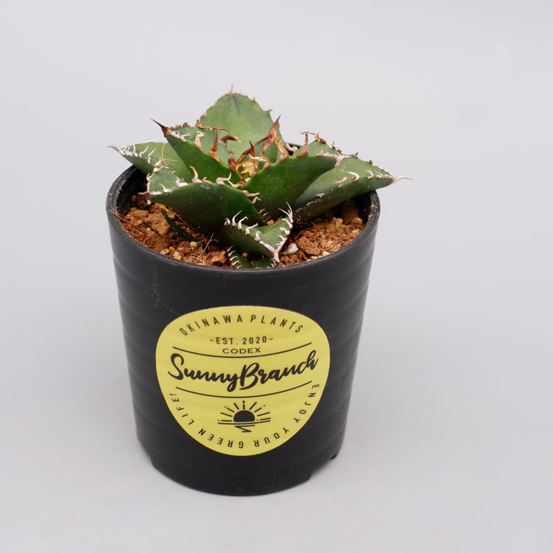 アガベ チタノタ シーザー Agave titanota caesar 113 | Sunny