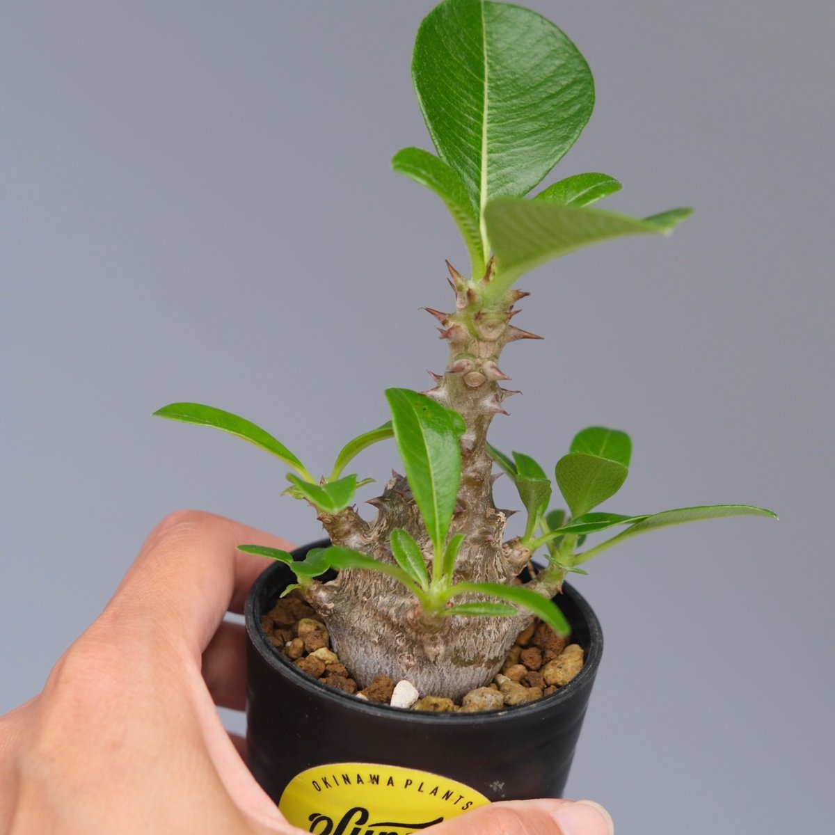 パキポディウム ウィンゾリー 実生株 053 Pachypodium windsorii |
