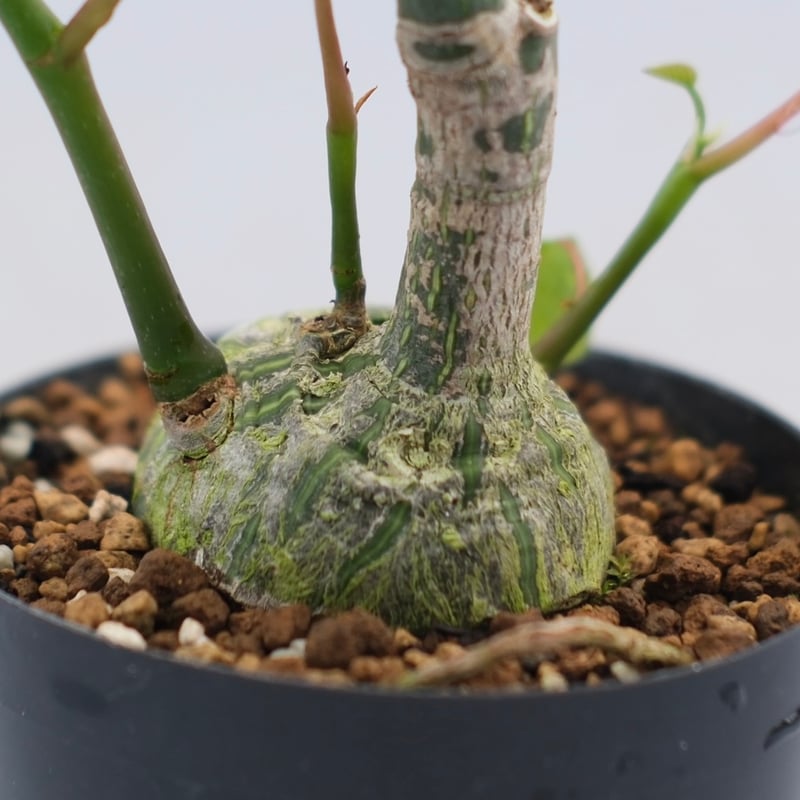 まんまる型 プセウド ボンバックス 049 Pseudobombax ellipticum |