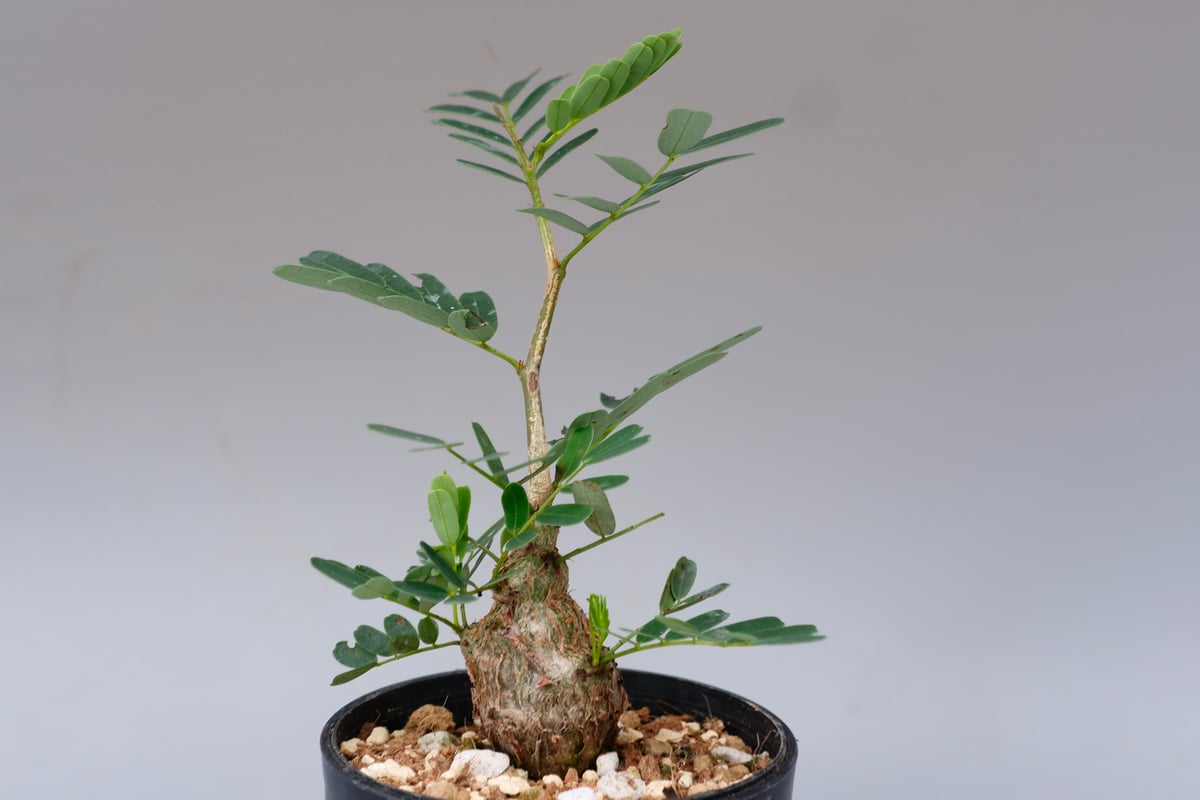 センナ メリディオナリス 実生株 Senna meridionalis 005 | Sunny センナ メリディオナリス 実生株 Senna meridionalis 005 | Sunny