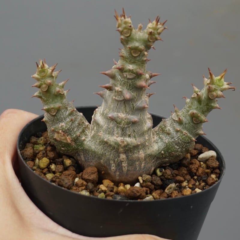 パキポディウム・ウィンゾリー　実生　25-6 パキポディウム・ウィンゾリー 実生 25-6