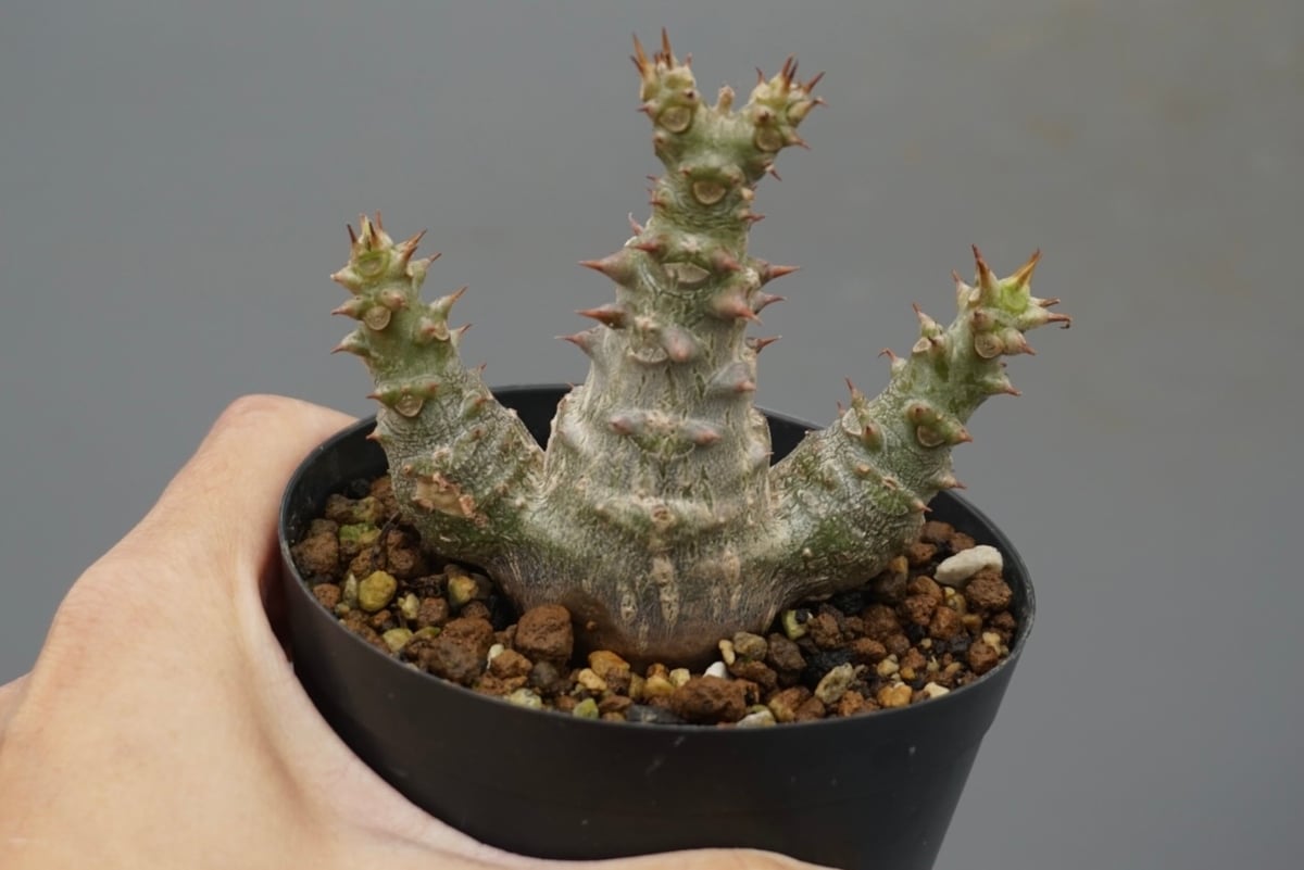 パキポディウム ウィンゾリー 実生株 025 Pachypodium windsorii |