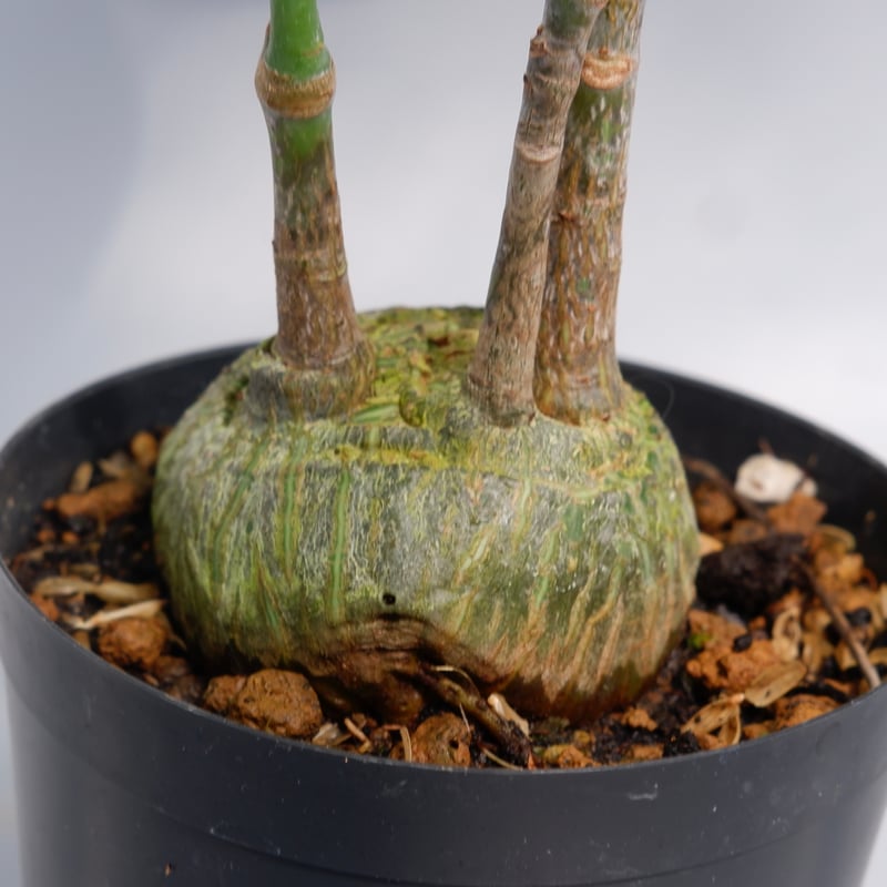 プセウド　ボンバックス　良型 プセウドボンバックス エリプティクム Pseudobombax ellipticum