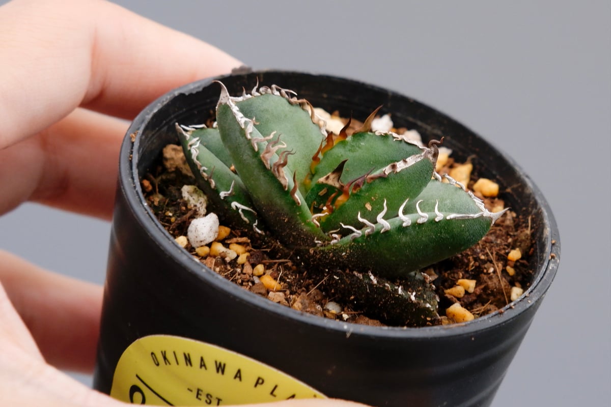 アガベ オアハカ オテロイ 実生 アガベ オテロイ実生65 アガベ 287 約