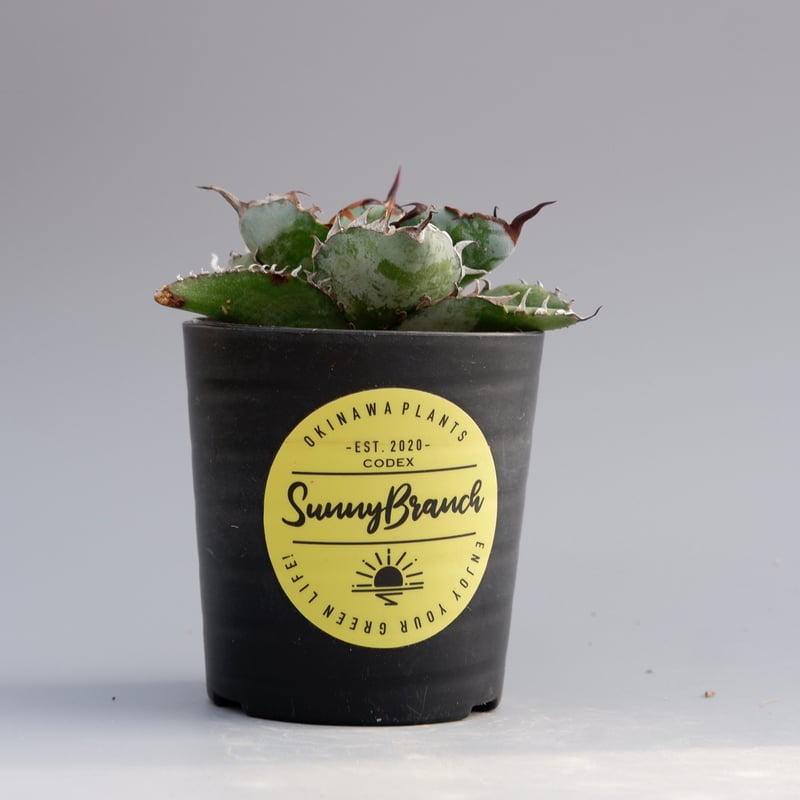 アガベ チタノタ ブラックアンドブルー Agave titanota BB 057 | Sun
