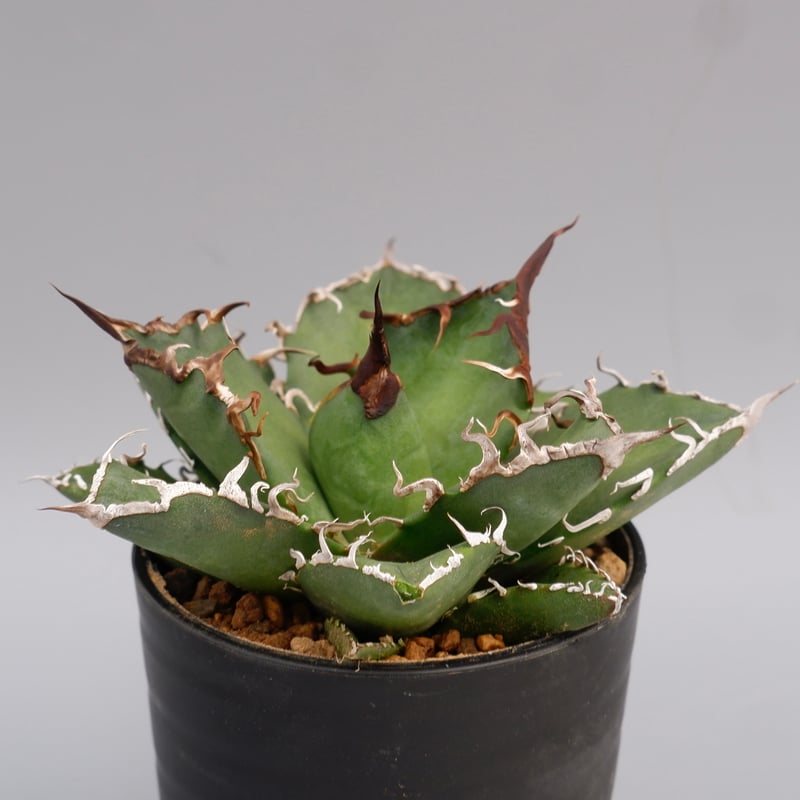 ♡シーザー錦♡ アガベ チタノタ、まみ、、 斑入り ♡シーザー錦