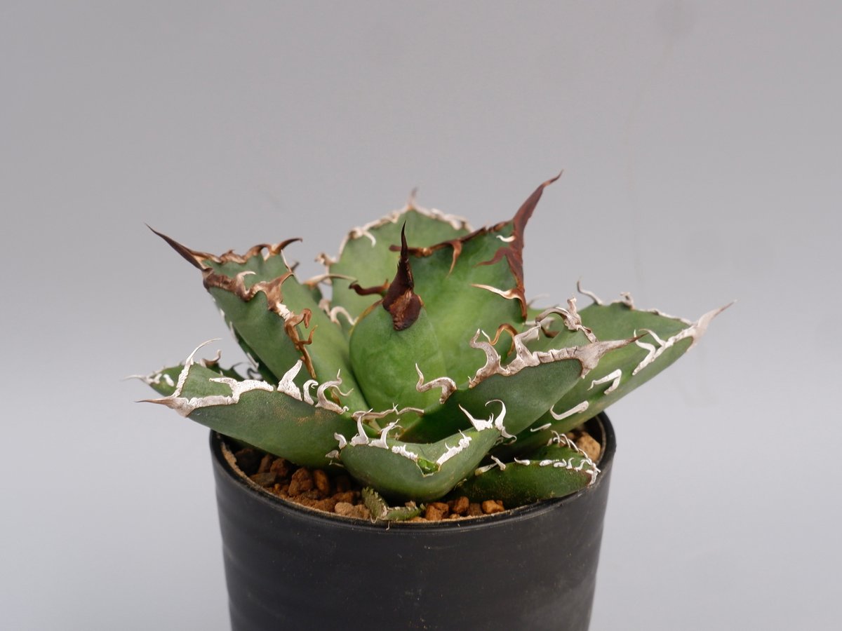 アガベ チタノタ シーザー Agave titanota caesar 142 | Sunny