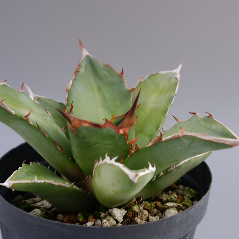 アガベ オテロイ 実生株 Agave oteroi seeding 079 | Sunny
