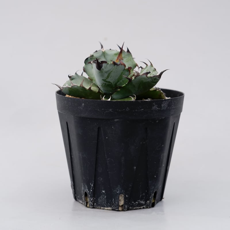 アガベ チタノタ ブラックアンドブルー Agave titanota BB 031 | Sun