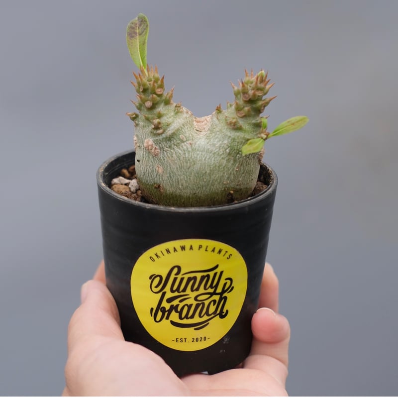 国内実生株 パキポディウム ウィンゾリー② パキポディウムウィンゾリー | STORES