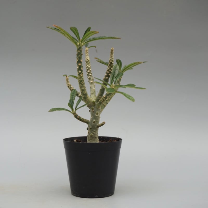 ドルステニア　ギガス ドルステニア ギガス032 Dorstenia gigas | Sunny Branch