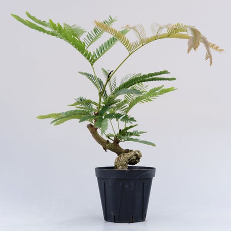 【ako5591 様】 エバーフレッシュ♪ 沖縄産◦太幹 122cm♪ ako5591 様】 エバーフレッシュ♪ 沖縄産◦太幹 122cm♪