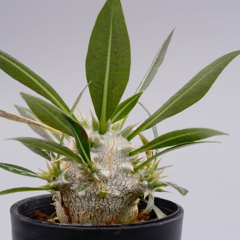 パキポディウム ロスラーツム 実生株 001 Pachypodium rosulatum ve