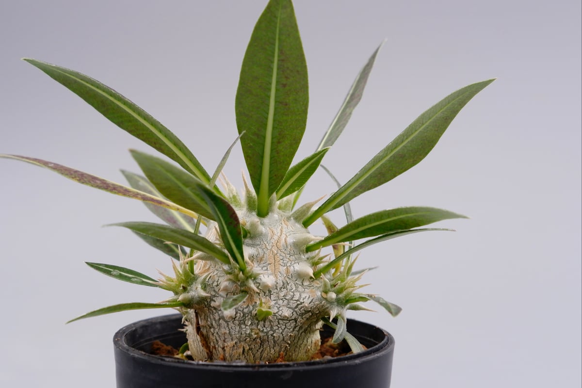 パキポディウム ロスラーツム 実生株 001 Pachypodium rosulatum ve...