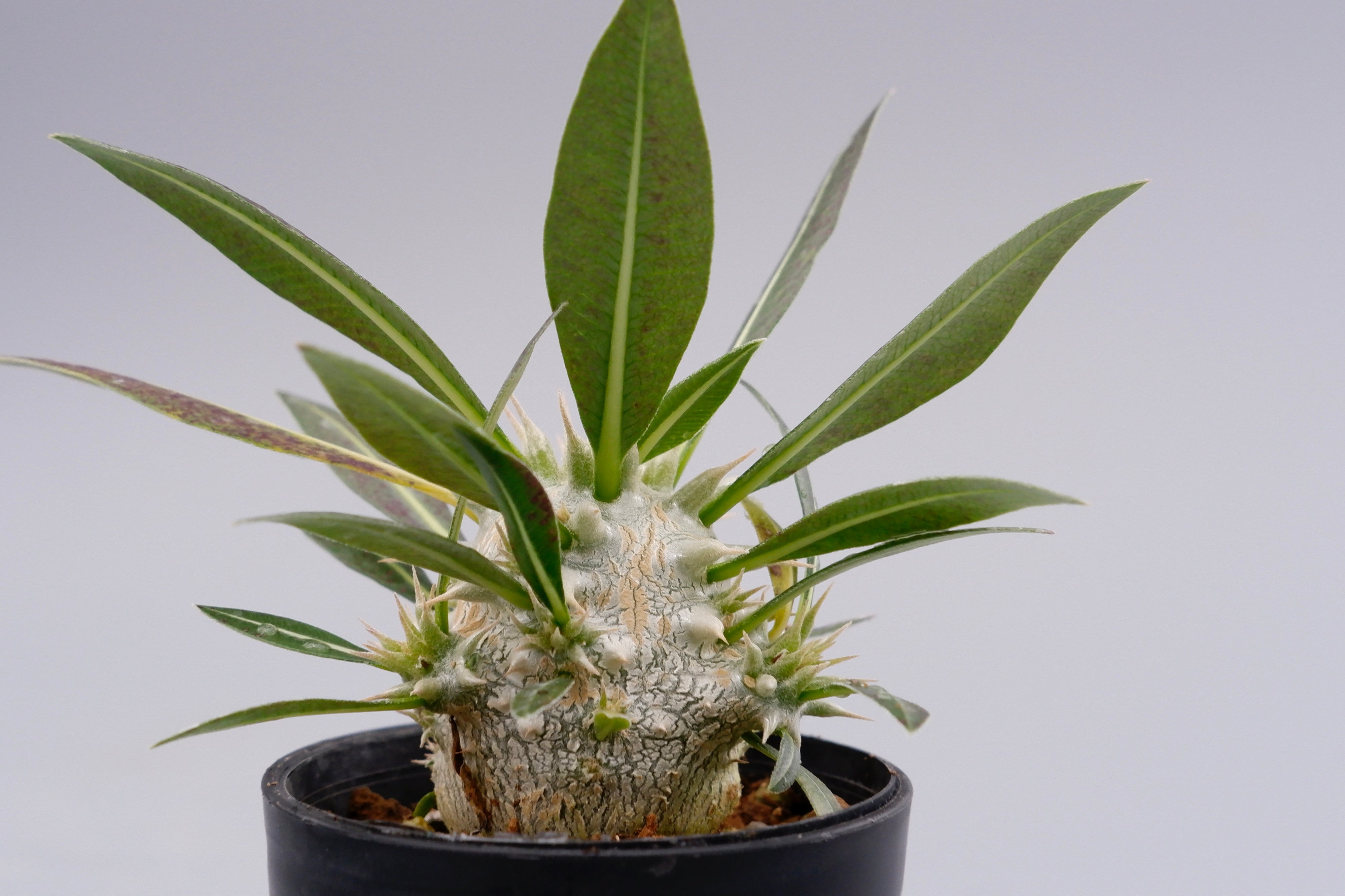 パキポディウム ロスラーツム 実生株 001 Pachypodium rosulatum ve