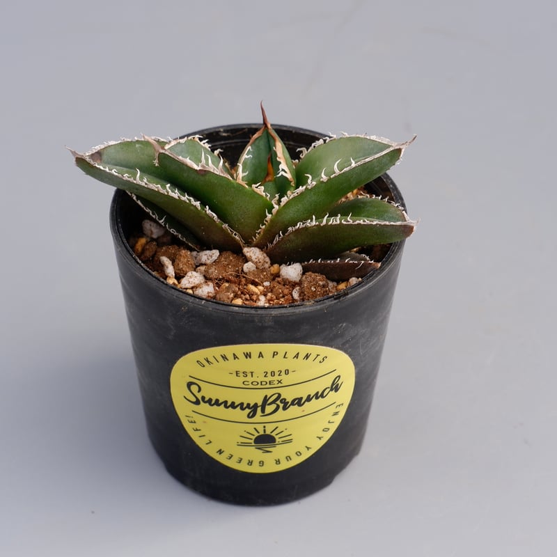 アガベ チタノタ 白鯨 Agave titanota white whale 133 | Su