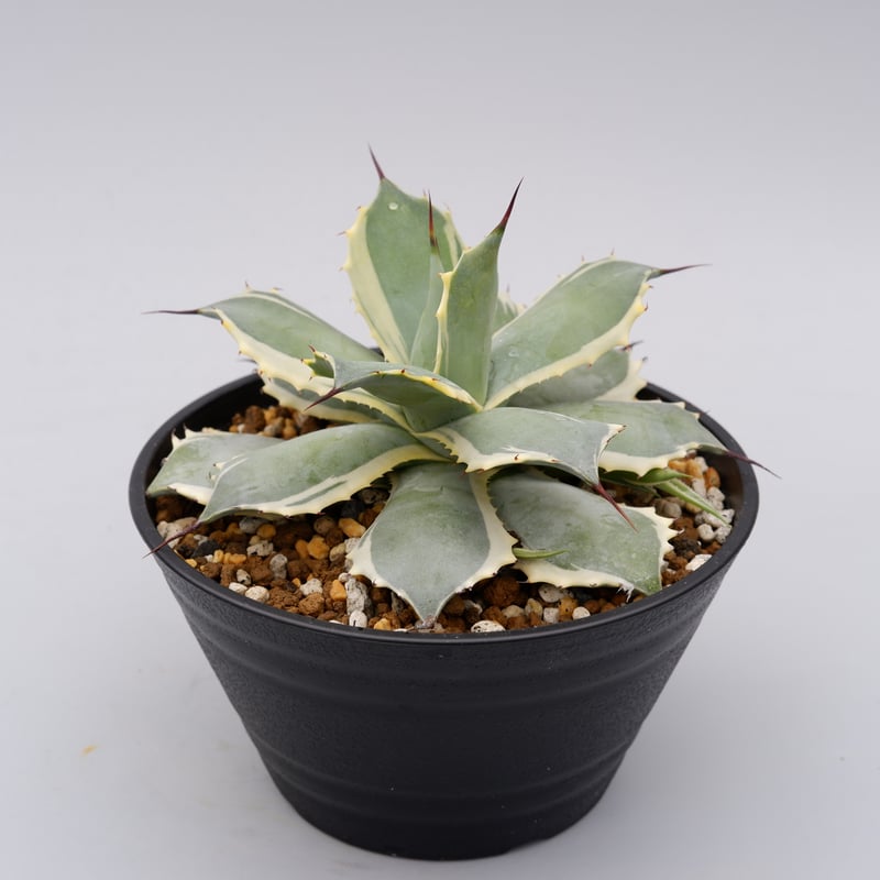 Agave Potatorum Bluewinds 004 | Sunny Branch
