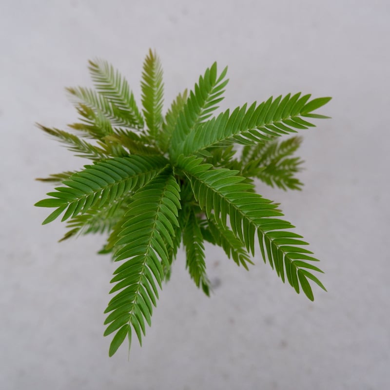 エバーフレッシュ 手乗りサイズ④ | Sunny Branch