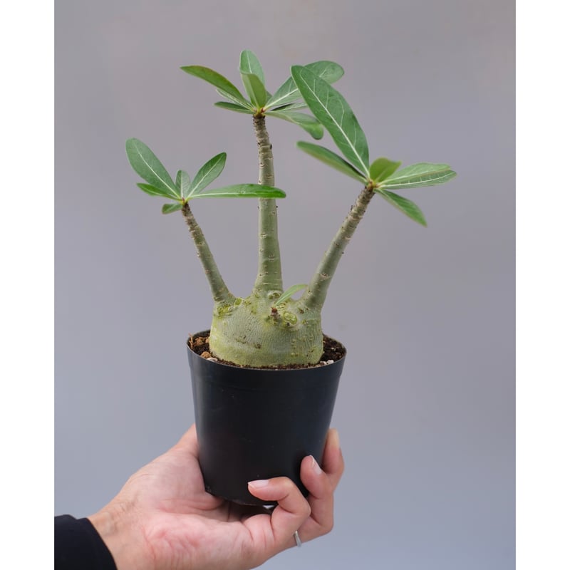 アデニウム アラビカム PNW 実生株 Adenium arabicum Phet na wa