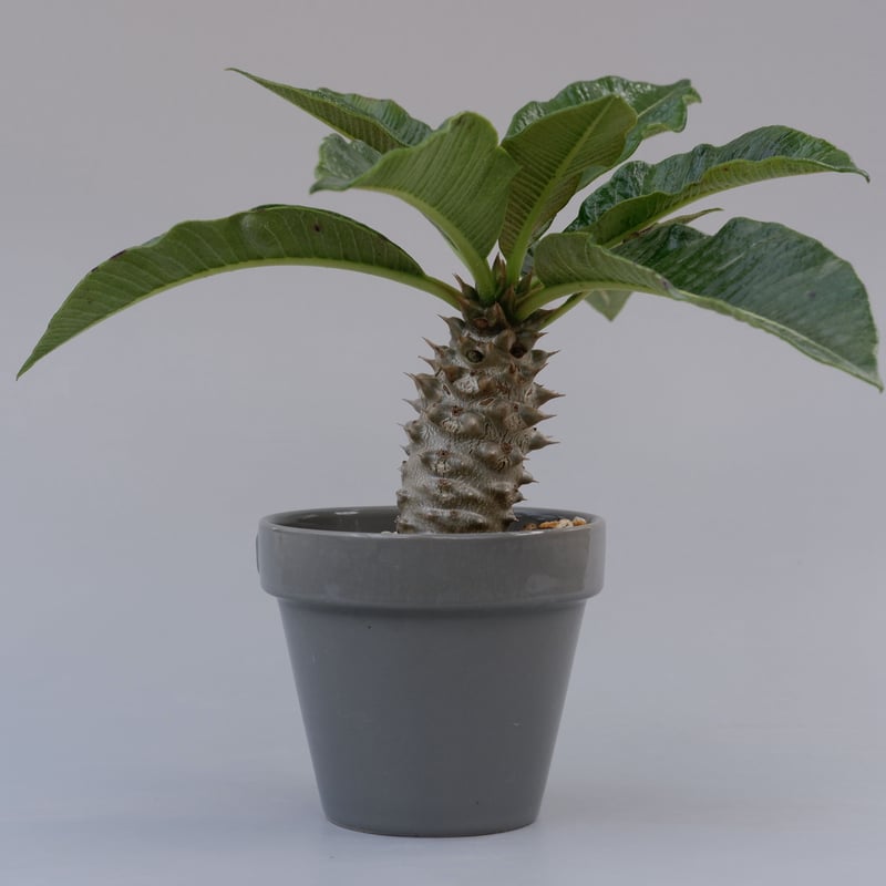 パキポディウム バロニー実生株002 Pachypodium baronii | Sunny