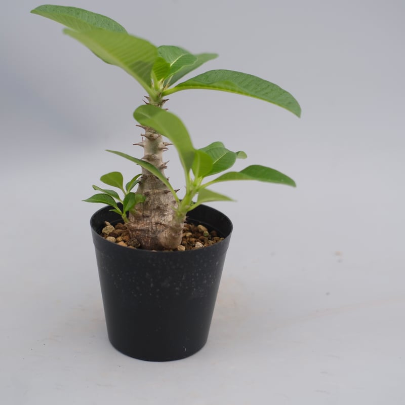 国内実生株　パキポディウム ウィンゾリー③ パキポディウム ウィンゾリー 実生株 014 Pachypodium windsorii