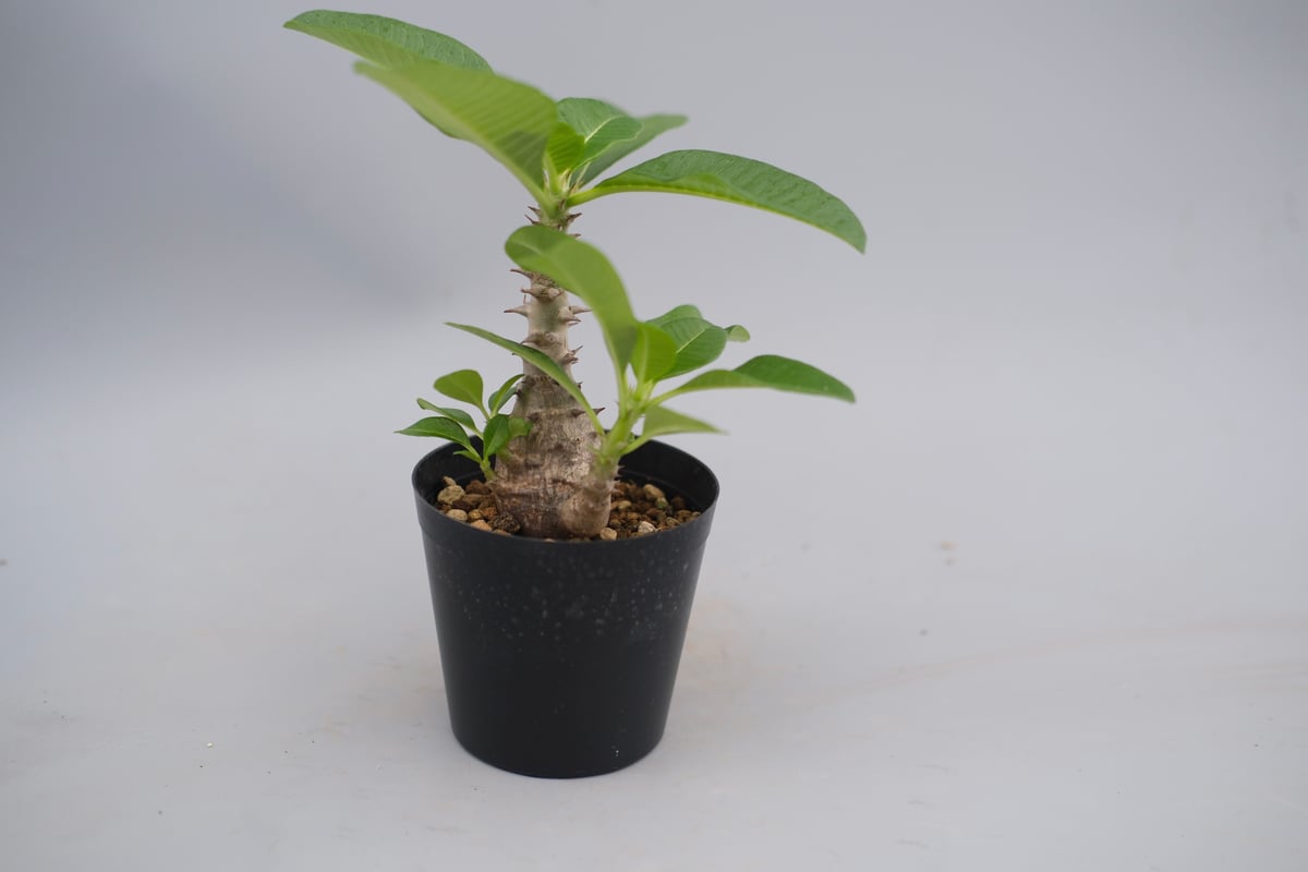 ウィンゾリー　実生 パキポディウム ウィンゾリー 実生株 062 Pachypodium windsorii