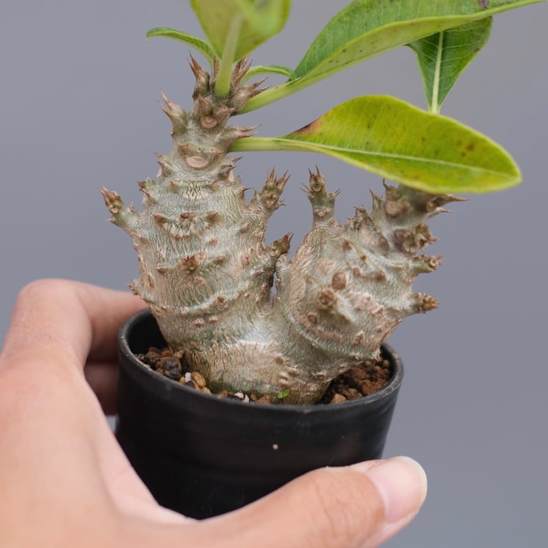 パキポディウム ウィンゾリー 実生株 117 Pachypodium windsorii |