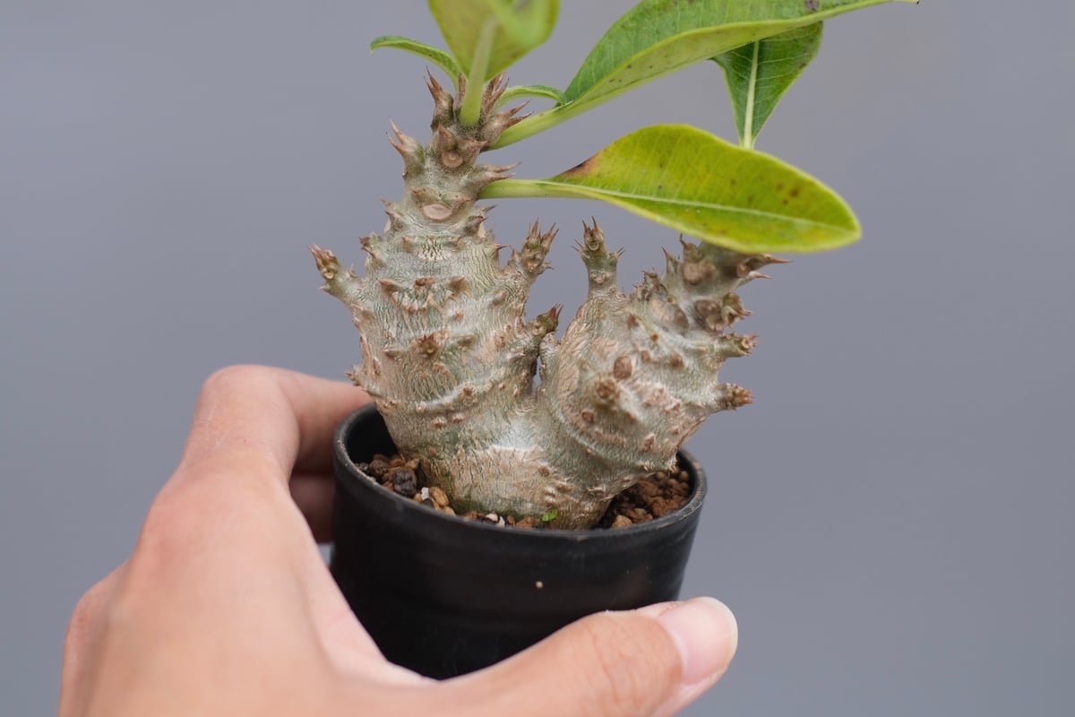 パキポディウム ウィンゾリー 実生株 117 Pachypodium windsorii |