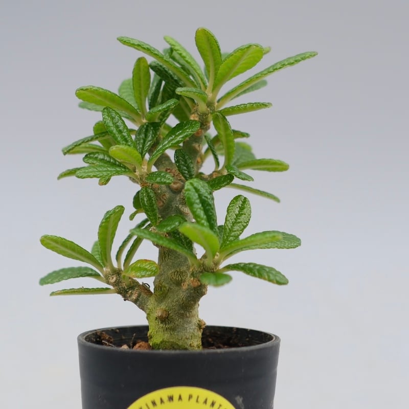 ドルステニア ギガス043 Dorstenia gigas | Sunny Branch