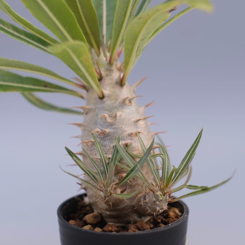 パキポディウム カクチペス 実生株 パキポディウム カクチペス(実生) / Pachypodium rosulatum var.